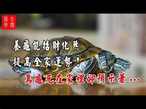 養烏龜方位|烏龜能招財嗎 家養烏龜放在哪裡招財